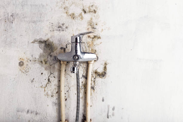 Best Mold Removal Specialists  in Tappan, NY