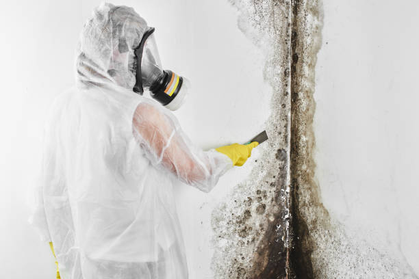 Best Home Mold Removal  in Tappan, NY