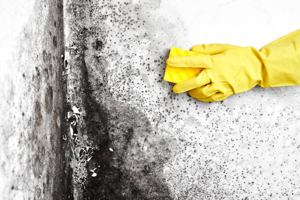Mold Removal and Inspection in Tappan, NY