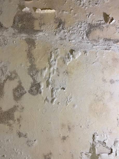 Best Commercial Mold Removal  in Tappan, NY