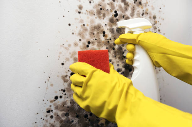Best Mold Cleaning Services  in Tappan, NY