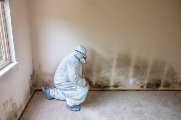Best Office Mold Removal Services  in Tappan, NY