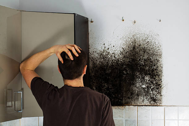 Best Black Mold Removal  in Tappan, NY