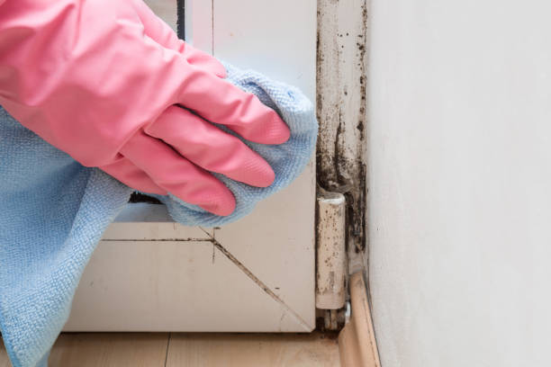 Best Certified Mold Removal  in Tappan, NY