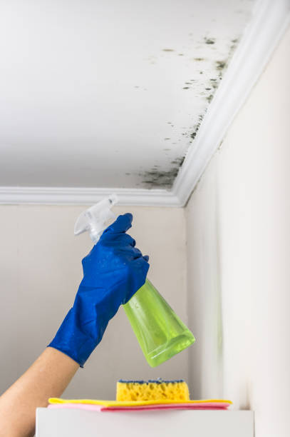 Best Fast Mold Removal  in Tappan, NY