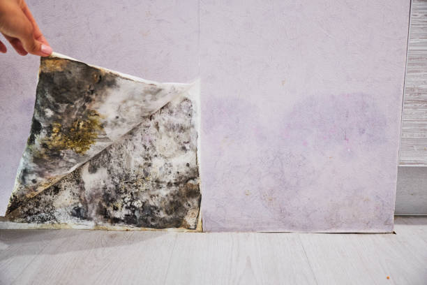 Best Mold Testing  in Tappan, NY